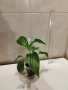 Спатифилум/Лилия на мира, снимка 2