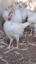 Бял легхорн ярки, кокошки , снимка 2