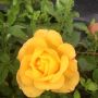 Рози, снимка 1 - Градински цветя и растения - 45804139