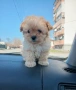 Той пудел /Малтипу- момче, снимка 5
