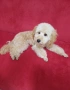 Мини пудел априкот , снимка 2