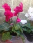 Циклама розова и червена, снимка 1