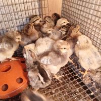 Пилета от сини яйца и разплодни яйца, снимка 4 - Кокошки и пуйки - 45571281