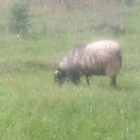  Романовски коч и овца, снимка 3 - Овце - 45502509