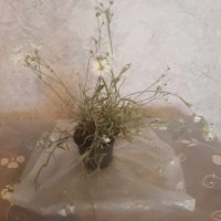 Церастиум , снимка 5 - Градински цветя и растения - 45542181
