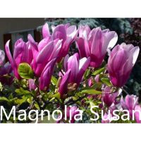 Магнолия - Magnolia НАЛИЧНИ 14 ВИДА Студоустoйчиви, снимка 13 - Градински цветя и растения - 33512293