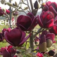 Магнолия - Magnolia НАЛИЧНИ 14 ВИДА Студоустoйчиви, снимка 6 - Градински цветя и растения - 28046229