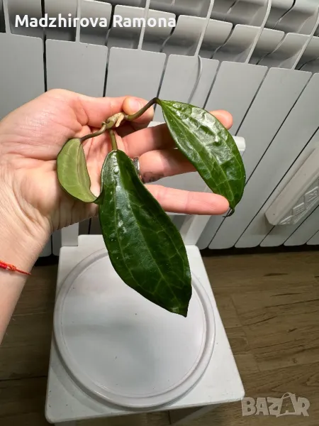 Hoya Jasper Blink , снимка 1