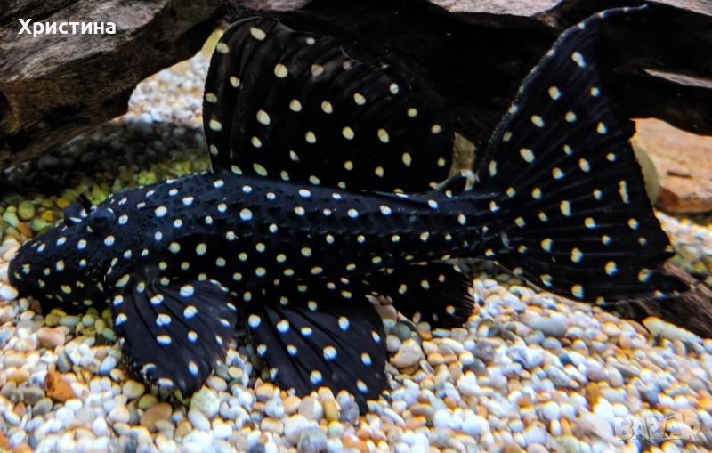 ЧИФТ L097 - Polka Dot Cactus Pleco (L097) - Pseudacanthicus, снимка 1