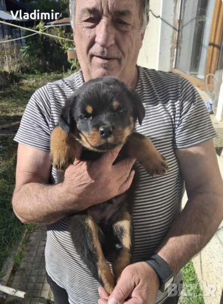 продавам Ротвайлери, снимка 1