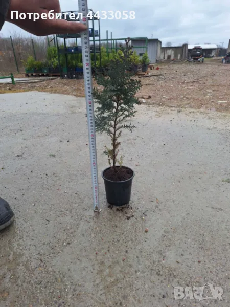 Лъжекипарис 50-60 см, снимка 1