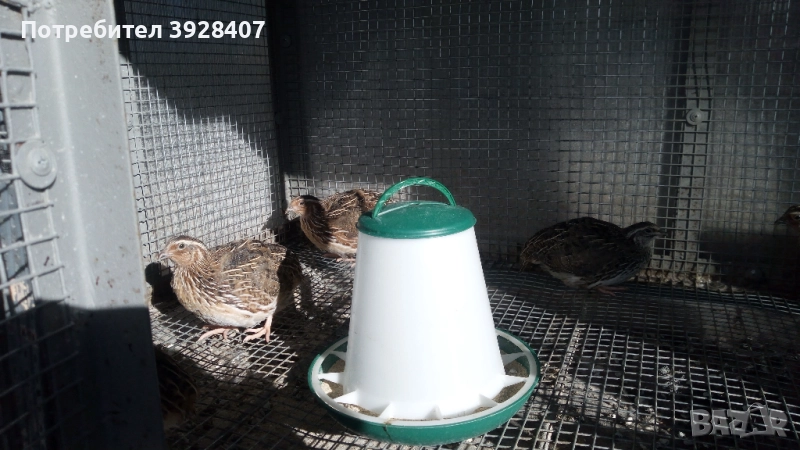 Падпъдъци 40 дни , снимка 1