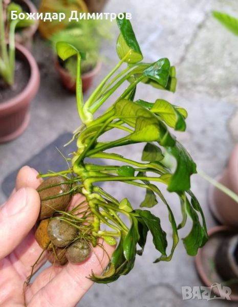 аквариумни растения, снимка 1