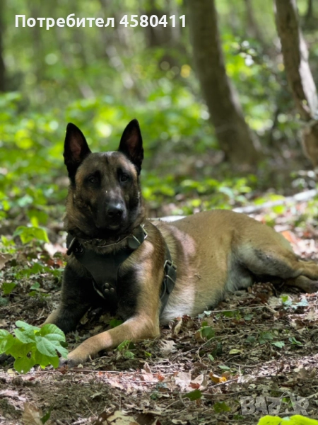 Белгийска овчарка малиноа, снимка 1