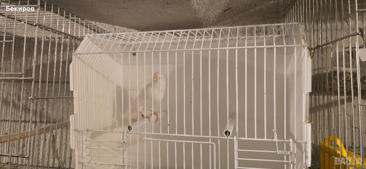 продавам канари , снимка 1