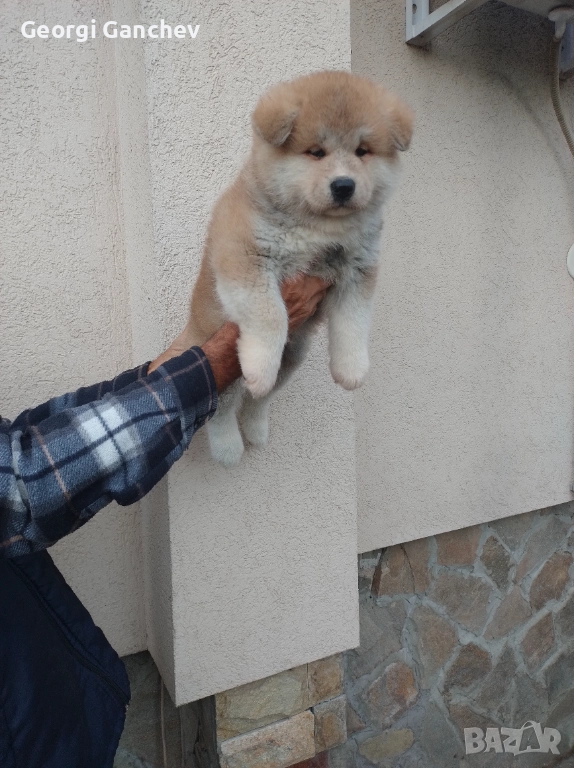 Продавам кученца акита ину , снимка 1