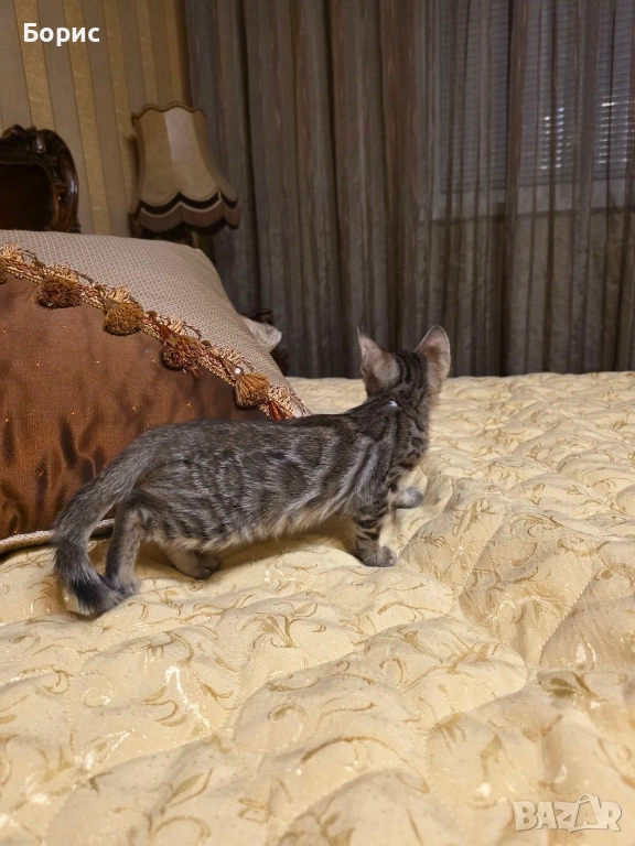 Бенгалско коте, снимка 1