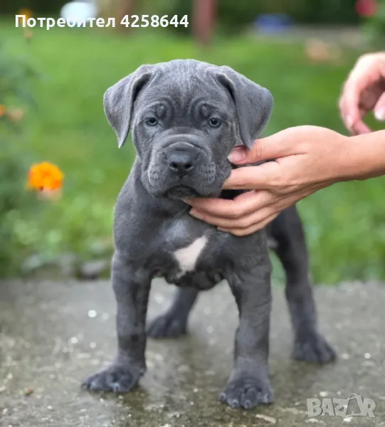 Cane Corso (Кане Корсо) Кучета, снимка 1