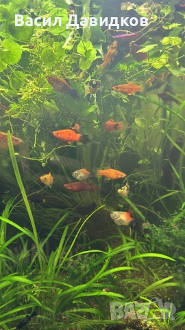 Плата , Молинезия , Гупи , Хелери , снимка 9 - Рибки - 51471426