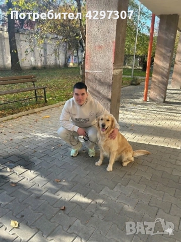 Разходки на кучета в София, снимка 4 - За кучета - 53950180