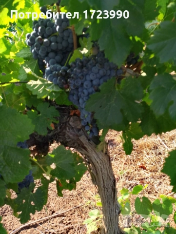 Грозде Каберне Совиньон, снимка 1