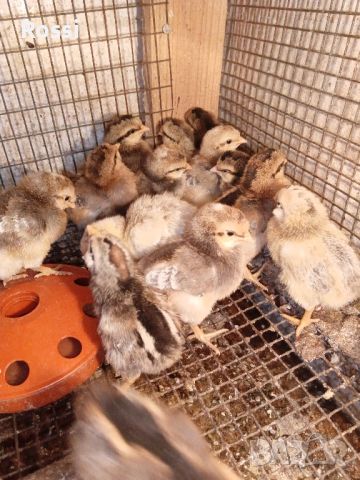 Пилета от сини яйца и разплодни яйца, снимка 4 - Кокошки и пуйки - 45571281