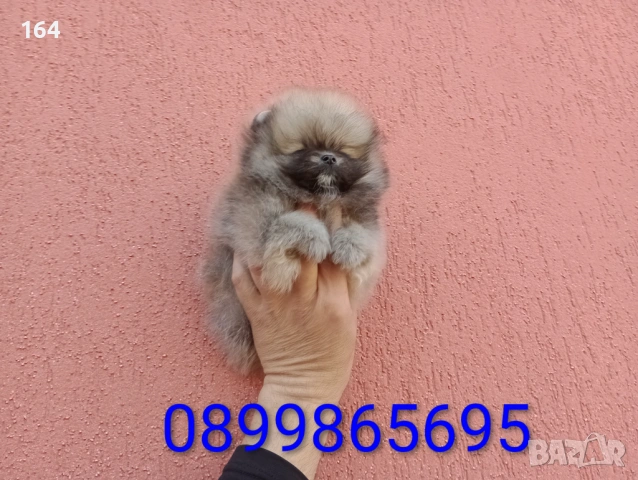 Мини Померан. Реални снимки от 17.03.26 г. Миниатюрно момче. , снимка 4 - Померан - 53906072