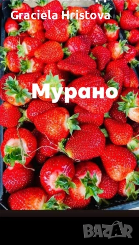 Продавам здрав разсад ягоди , снимка 3 - Градински цветя и растения - 53942494