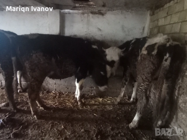 Продавам крави и теле, снимка 4 - Крави - 53633254