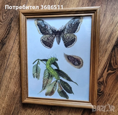 Принт на пеперуда  в дървена масивна рамка