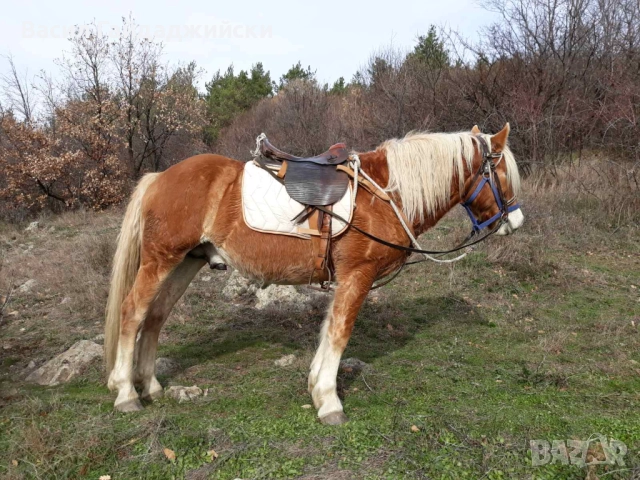 Продавам две  седла, снимка 4 - Други стоки за животни - 52914856