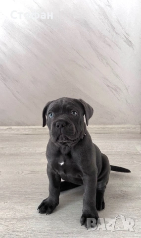 Продавам Кане Корсо, снимка 2 - Кане корсо - 54154666