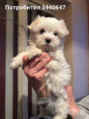 Йорки Голд Дъст