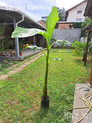 Бананови палми и др, снимка 10 - Градински цветя и растения - 44004050