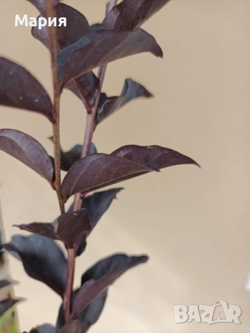 Индийски люляк / Лагерстремия, снимка 4 - Градински цветя и растения - 51934235