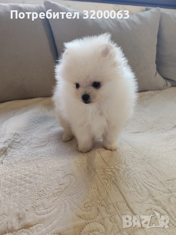 Померан мини мъжко , снимка 7 - Померан - 53986008