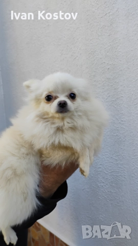 Продавам померанчета, снимка 5 - Померан - 52696744