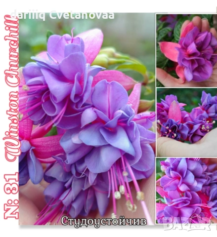 Фуксия за Градинска3.85€ и Каскадна 2.90€