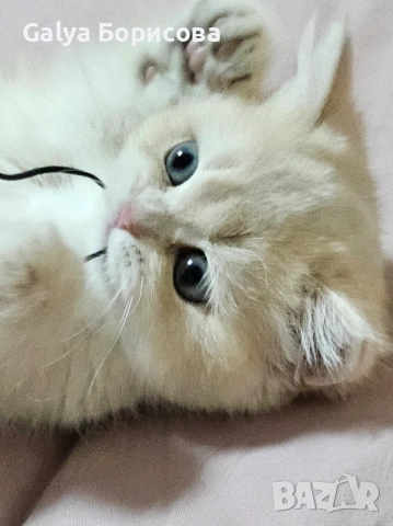 Британски родословни котенца Великденска промоция   лилаво злато , снимка 10 - Британска късокосместа - 53502654