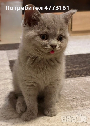 Британски Късокосмести котенца, снимка 3 - Британска късокосместа - 53928037