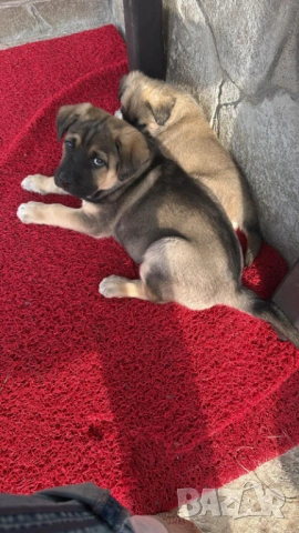 Кученце с Доставка - Алабай Х Малиноа Кръстоска, снимка 2 - Други - 52220666