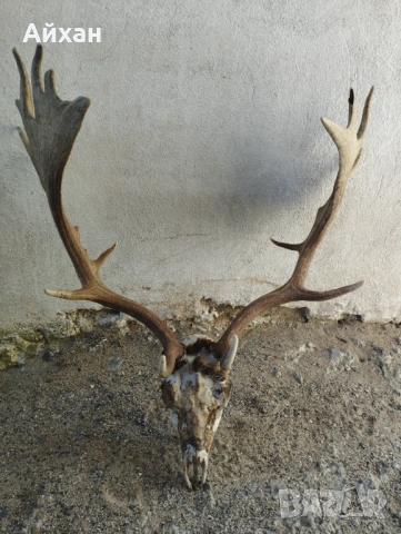 Рога от елен лопатар 