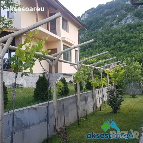 Продавам 400 семена от медоносно дърво пауловния томентоса за пчелари дървен материал сянка на двора, снимка 7 - Сортови семена и луковици - 50390012