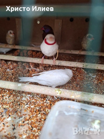 Бели червеногърли амадини 