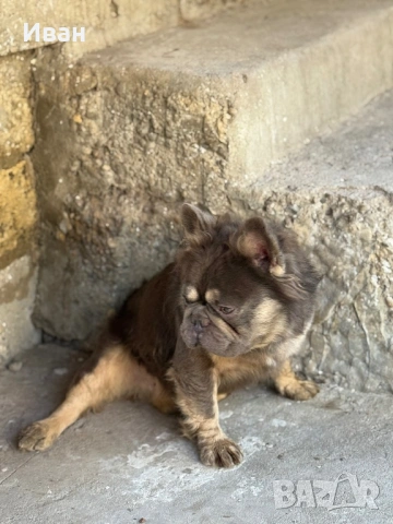 Френски Булдог, снимка 2 - Френски булдог - 53140305