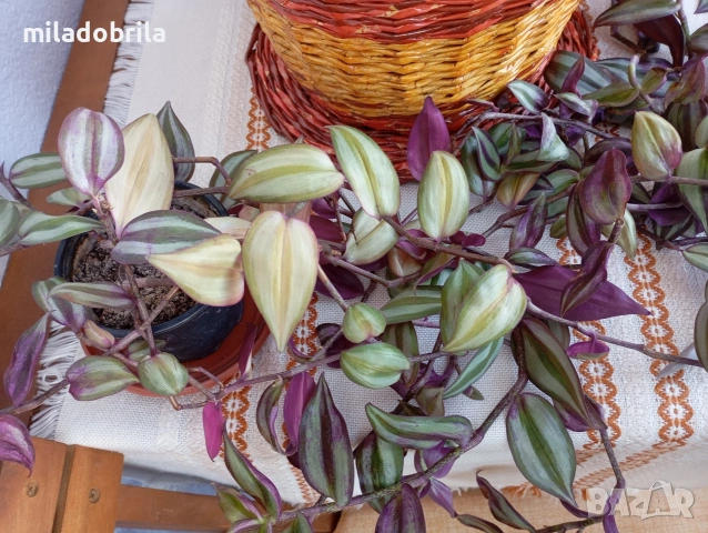 Традесканция, снимка 2 - Стайни растения - 50250725