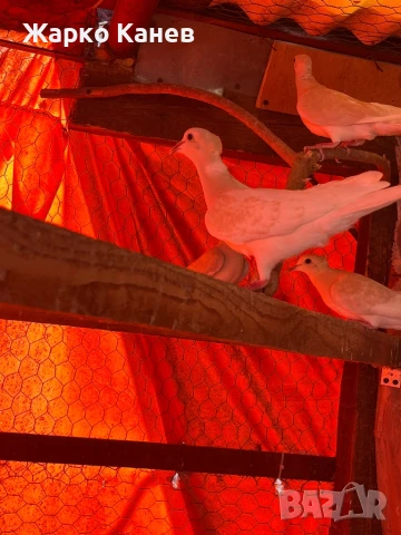 Смеещи  се гугутки, снимка 2 - Гълъби - 50999348