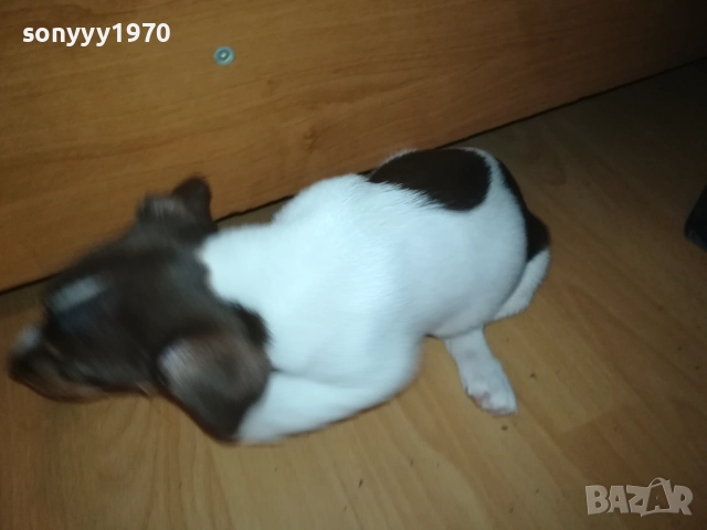 ДЖАК РЪСЕЛ ТЕРИЕР 0510250821, снимка 9 - Джак ръсел териер - 51948696
