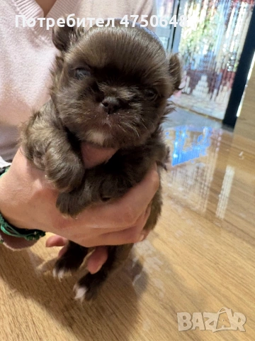 Дългокосместо,чихуа с родословие , снимка 4 - Чихуахуа - 53652303