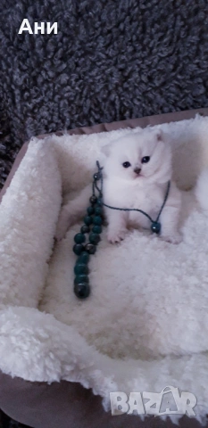 Шепичка Любов.Котенца Мечта., снимка 2 - Британска късокосместа - 54254983